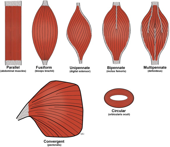 <p>fascicles located on one side of the tendon</p><p>ex. extensor digitorum in forearm</p>