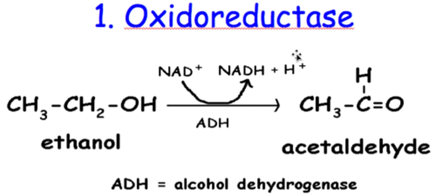 <p>catalyze oxidation/reduction reactions</p><p>can break down C-C bonds</p><p>A- + B → A + B-, usually uses NADP+ or NAD+ as cofactors.</p>