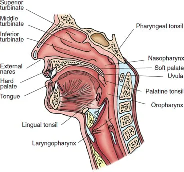 <p>Pharyngeal tonsils, or adenoids, are found high in the nasopharynx. Because tonsils are masses of lymphoid tissue, they help protect against infection</p><p>Located behind the mouth and nose</p><p>• Serves as a muscular passage for food and air</p><p>• Nasopharynx</p><p>• Oropharynx</p><p>• Laryngopharynx</p><p>• Masses of lymphoid tissue</p><p>• Palatine tonsils</p><p>• Lingual tonsils</p><p>• Pharyngeal tonsils (adenoids)</p><p></p>