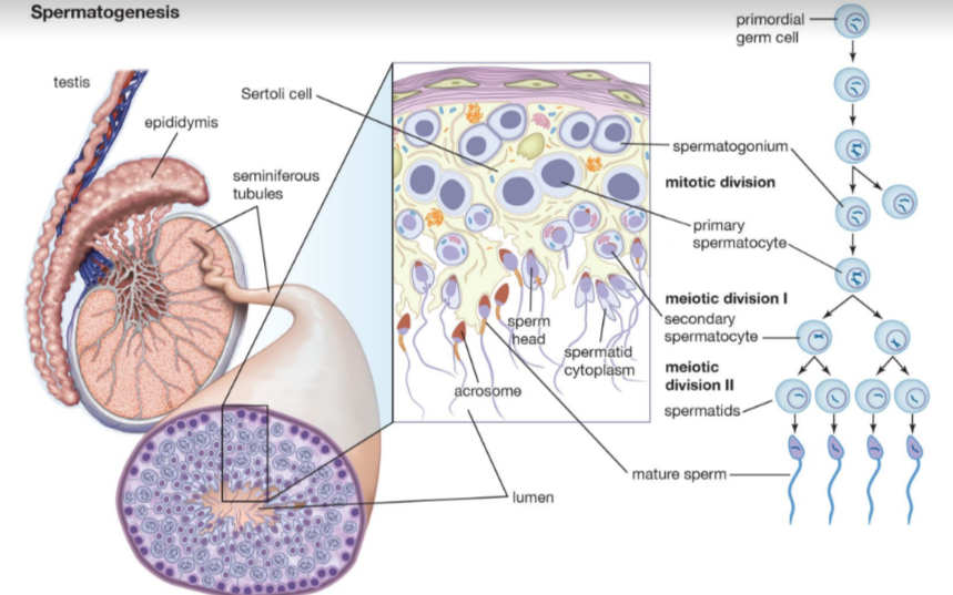 * Occurs in the seminiferous tubules of the testes 
* Basement of tubules lined by germline epithelium → at puberty divide by mitosis to make spermatogonia (which divide by  meiosis to make spermatids) 
  * Spermatids differentiate into functional spermatozoa → released into tubule lumen 
  * Nourished by **Sertoli cells** (reside in the tubule lining) 
  * Outside of tubules are blood capillaries + interstitial cells (Leydig cells) → produce testosterone 