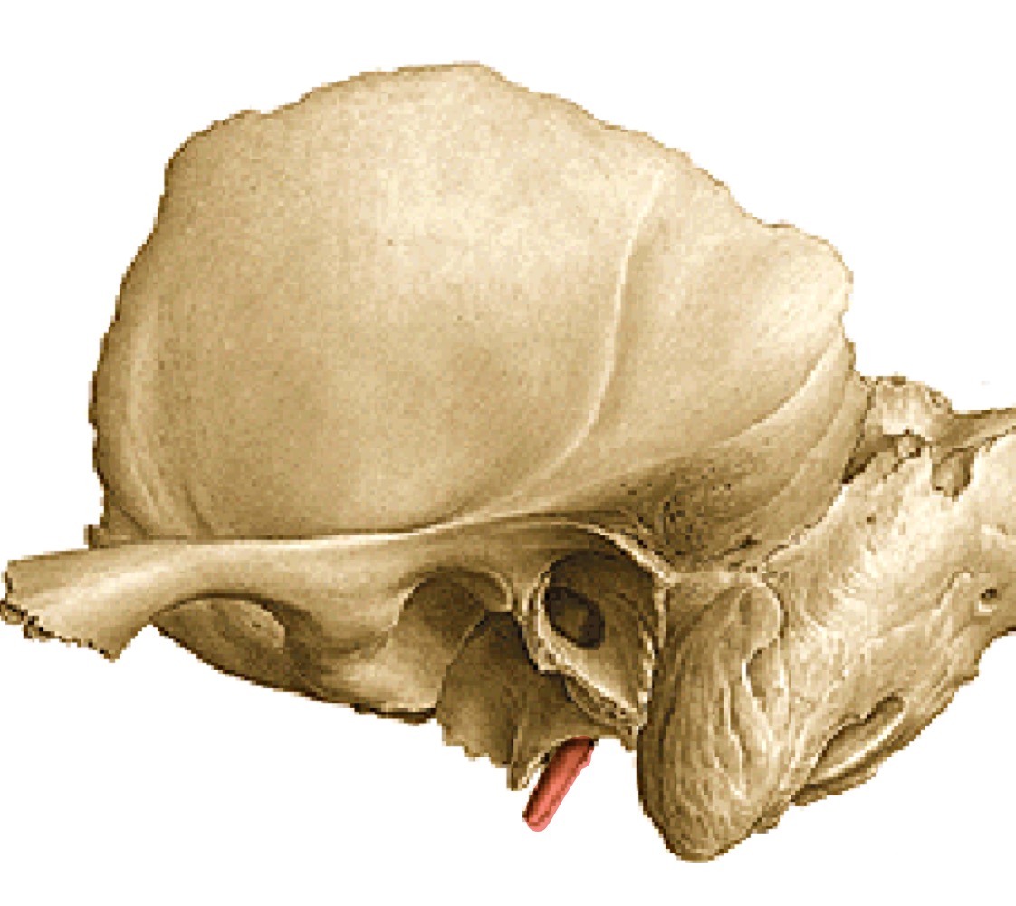 <p>bodcovitý výběžek</p>