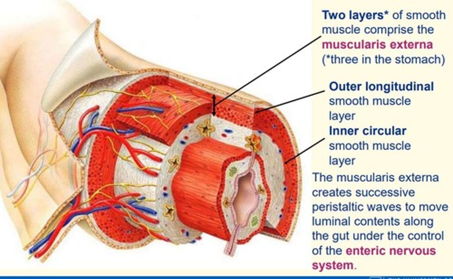 <p>create successive peristaltic waves to move luminal contents of the gut along the gut via control by enteric nervous system</p>