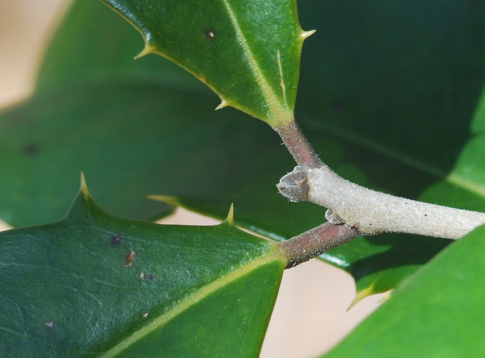 <p>Whose twig is this?</p>