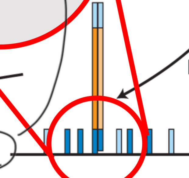 <p>DNA synthesis</p>