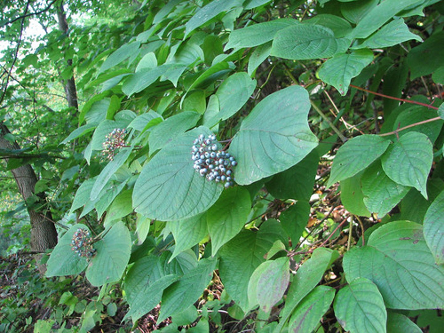 <p>Cornaceae Cornus rugosa</p>