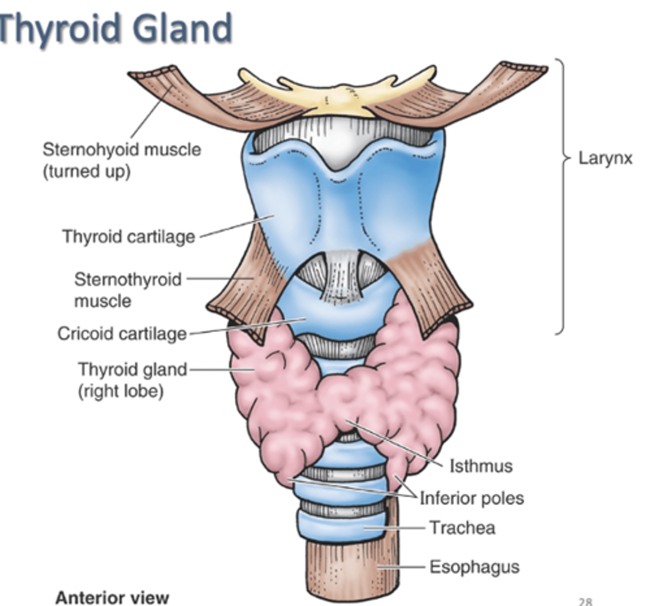 <p>thyroid gland</p><p>-secretes thyroxin</p><p>-2 lateral lobes united by isthmus</p>