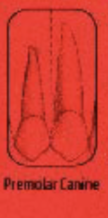 <p>Do we need to see an open contact in a maxillary canine-premolar PA?</p>