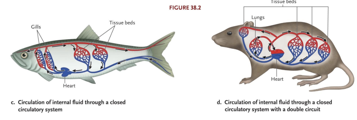 <ul><li><p>Blood contained within heart and vessels of circulatory system, not coming in direct contact with any of the tissues of the body</p></li><li><p>Blood plasma is part of the extracellular fluid pool</p></li><li><p>Capillary beds connect veins and arteries</p></li><li><p>Confinement makes regulation, direction of flow, and high flow rates possible</p></li></ul><p></p>
