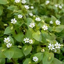<p>What weed is this?</p>