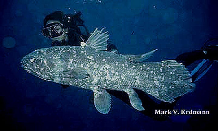 <p>subclass of bony fishes<br>textrapods evolved from this group<br>only 8 species exists today from this group of fish<br>skeleton made of both bone and cartilage</p>