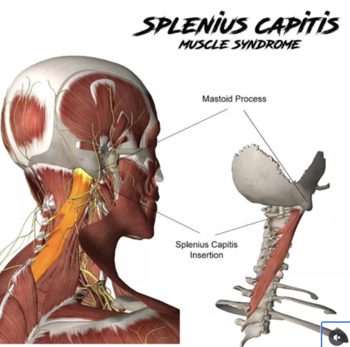 <p>• Bilateral: extend head and neck</p><p>• Unilateral: rotate head ipsilaterally</p>