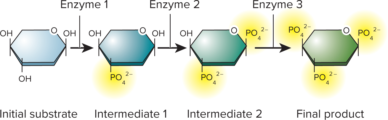 <p>metabolic pathway</p>