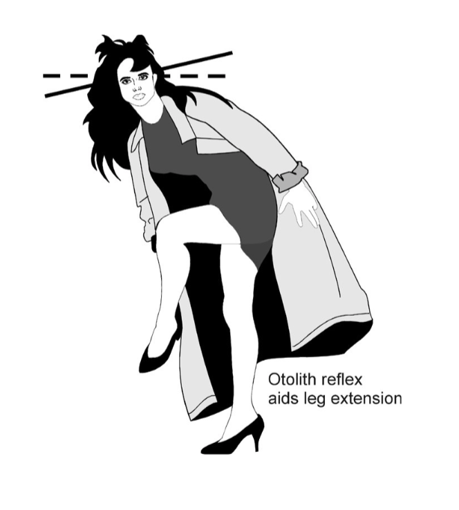 <p>Explain the third step of the vestibulospinal reflex based on this image.</p>