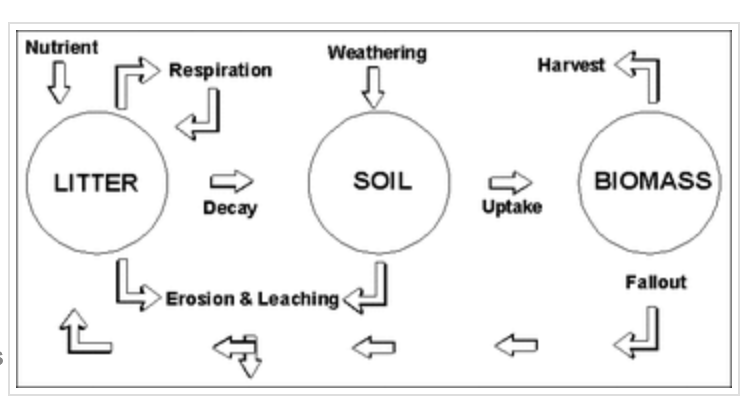 <ul><li><p>inputs, symbol: arrows in →, described as: energy or matter that enters a system</p></li><li><p>outputs, symbol: arrows out ←, described as: something produced @ the end of a system</p></li><li><p>storages, symbol: box, described as: where energy/matter is accumulated</p></li><li><p>flows, symbol: arrows, described as: movement of energy/matter</p></li><li><p>boundaries, symbol: lines —, described as: outer limit of a system</p></li></ul><p>* know how to draw these systems</p><p>* energy enters system as sunlight, matter cycles through</p><p></p>