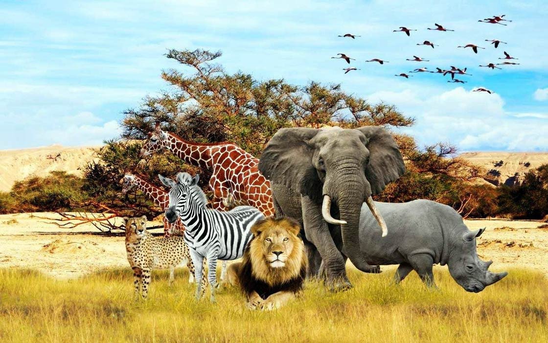 animal