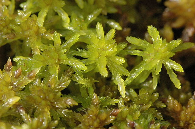 <p>What is Genus Sphagnum?</p>