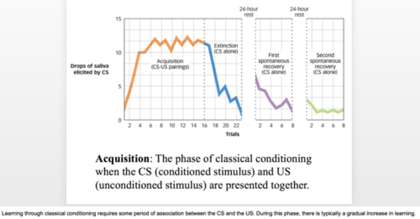<p>the more the association/conditioning with the Neutral Stimulus (bell) is reinforced/repeated, the stronger the Conditioned Response (salivation) will be</p>