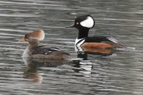 <p>Order: Anseriformes Family: Anatidae</p>