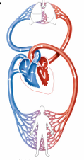 <p>What is the heart’s role in the cardiovascular system?</p>