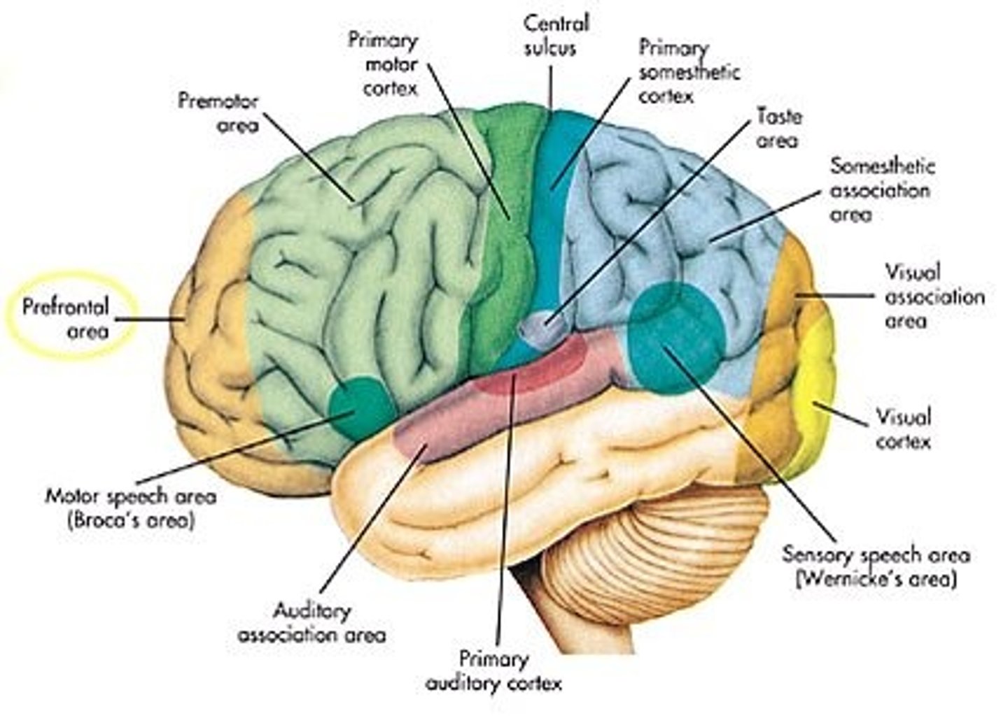 <p>Prefrontal cortex</p><p>Premotor/supplementary motor cortex</p><p>Primary motor cortex</p><p>Broca's area</p>