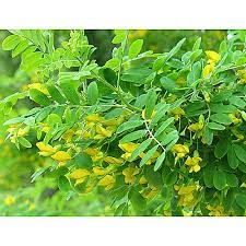 <p>Siperianhernepensas</p>