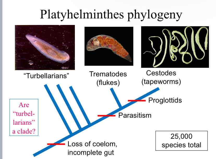 <p>Platyhelminthes Phylogeny</p>