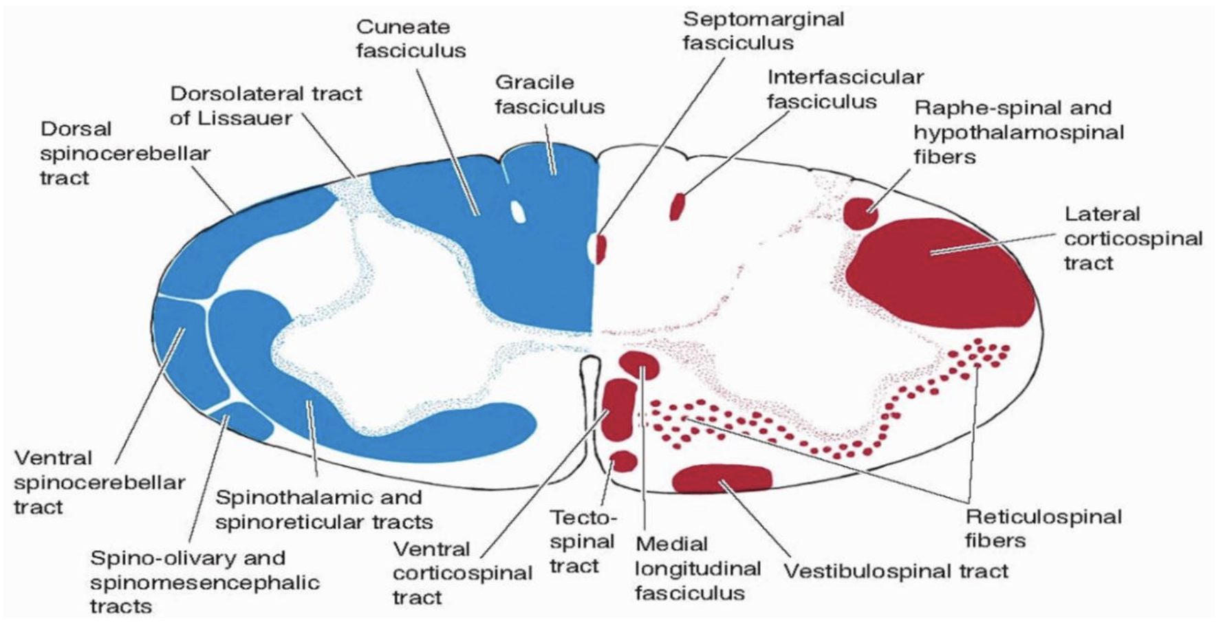 <ul><li><p>Sensory: posterior columns, anterolateral tracts, spinocerebellar tracts </p></li><li><p>Motor: ventral and lateral corticospinal tracts, rubrospinal, reticulospinal and vestibulospinal tracts</p></li></ul><p></p>