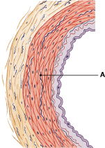 <p>Which layer of the blood vessel wall is labeled "A"? </p>