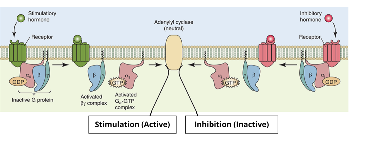 <ul><li><p>there are two types of heterotrimeric G protein alpha subunits:</p><ul><li><p>alpha s stimulates adenylyl cyclase </p></li><li><p>alpha i inhibits it</p></li></ul></li><li><p>these two different forms of alpha subunits form parts of different heterotrimeric G proteins and are linked to different GPCRs which highlights a level of cellular decision making in which multiple pathways converge to allow a single response</p></li></ul><p></p>