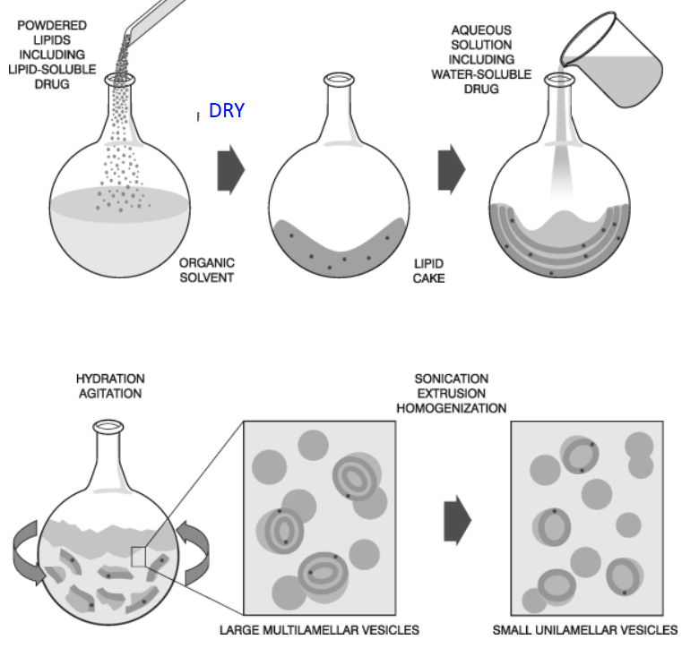 <p>How are liposomes formed in the lab? </p>
