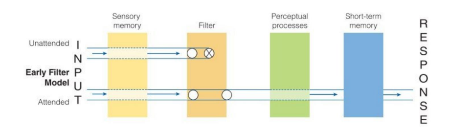 <ul><li><p>Early selection theory</p></li><li><p>Sensory information comes in through the auditory system until it meets a filter</p></li><li><p>Attention acts on a perceptual level</p></li><li><p>Information is filtered based on physical features of information (such as pitch, the ear they are paying attention to), not the semantic features</p></li></ul>