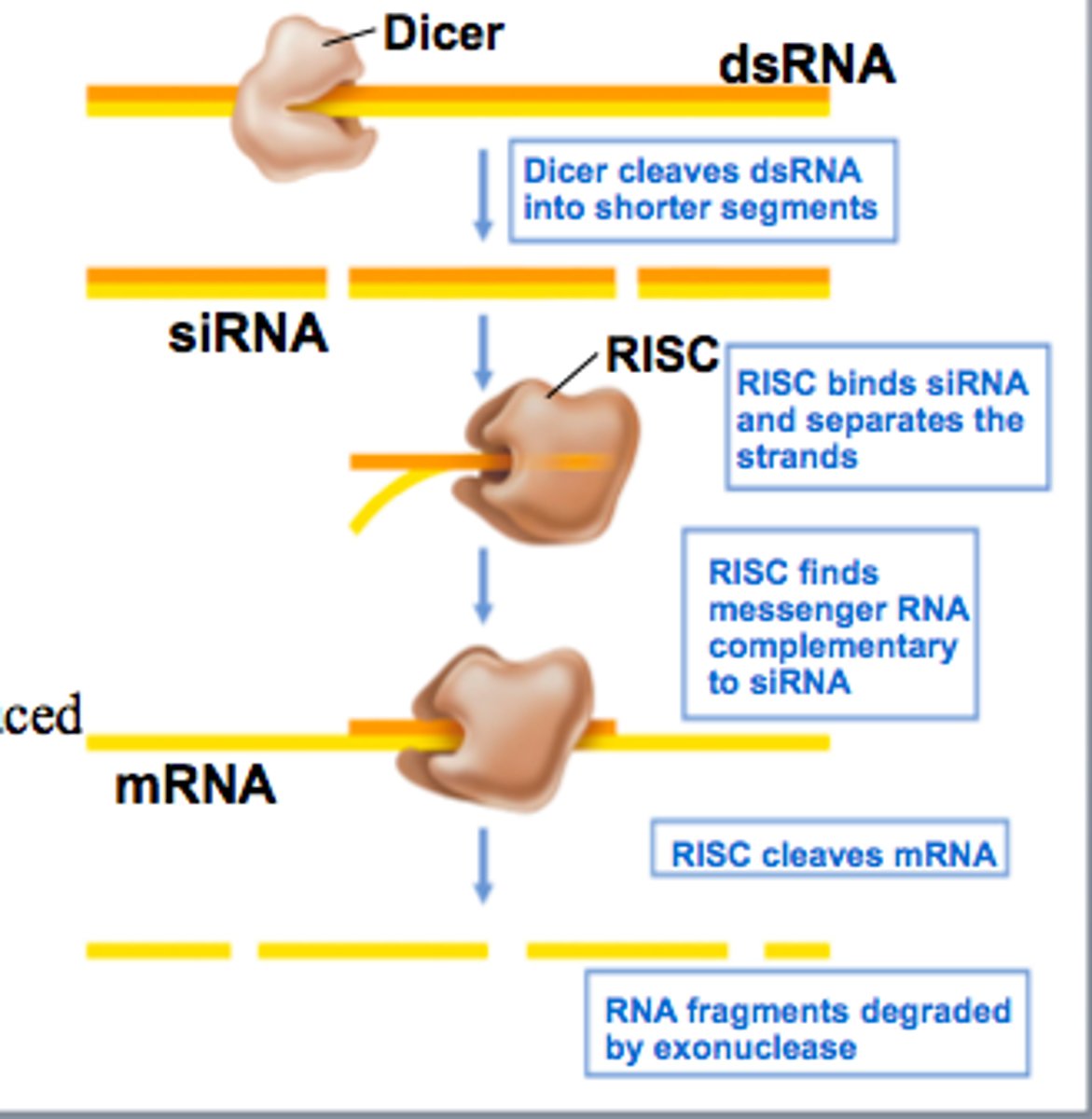 <p>The double-stranded siRNAs are loaded into RISC</p><p>In RISC is ARGONAUTE (Ago), which is an endoribonuclease.</p><p>In the RISC complex, the ds siRNA strands unwind to become single stranded and the 5' to 3' strand called the passenger strand is degraded. The 3' to 5' strand, called the GUIDE strand, binds to the AGO protein</p>