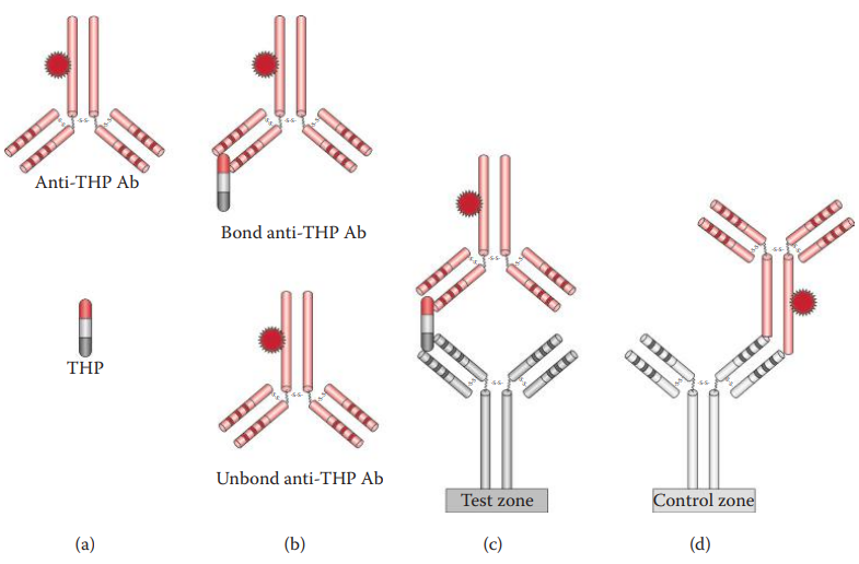 Immunochromatographic assays for the identification of THP in urine. 