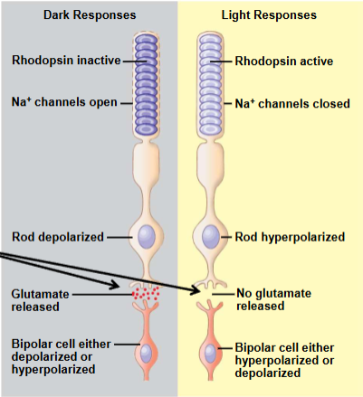 <p><span><span>Light vs. dark on rods and cones</span></span></p>