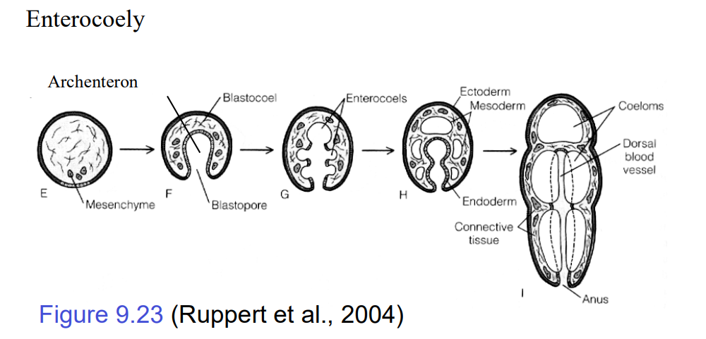 <p><span>the process of coelom formation in deuterostome embryos, where mesoderm pouches bud off from the developing gut (archenteron) and fuse to form the coelom</span></p>