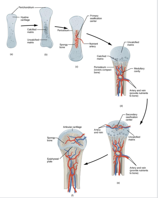 <p>Vast majority of bone in the body</p><ul><li><p>All bones below skull expect for Clavicle</p></li></ul><p>Primary form of ossification after 2 months gestation</p><p>Hyaline Cartialge</p><ul><li><p>The Blueprint</p></li></ul><p></p>