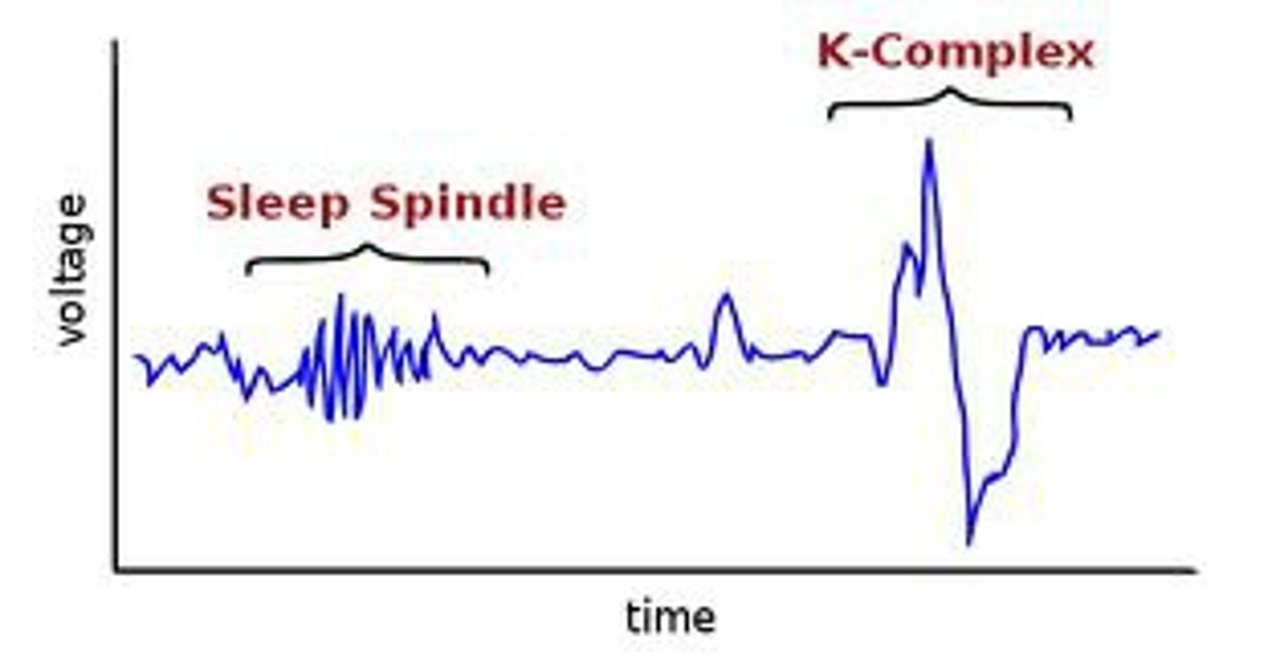 <p>- brief bursts of higher frequency brain waves</p><p>- k-complex: sharp waves, helps to keep you asleep through noise</p><p>- sleep spindles: generated in thalamus, more = better sleep</p>