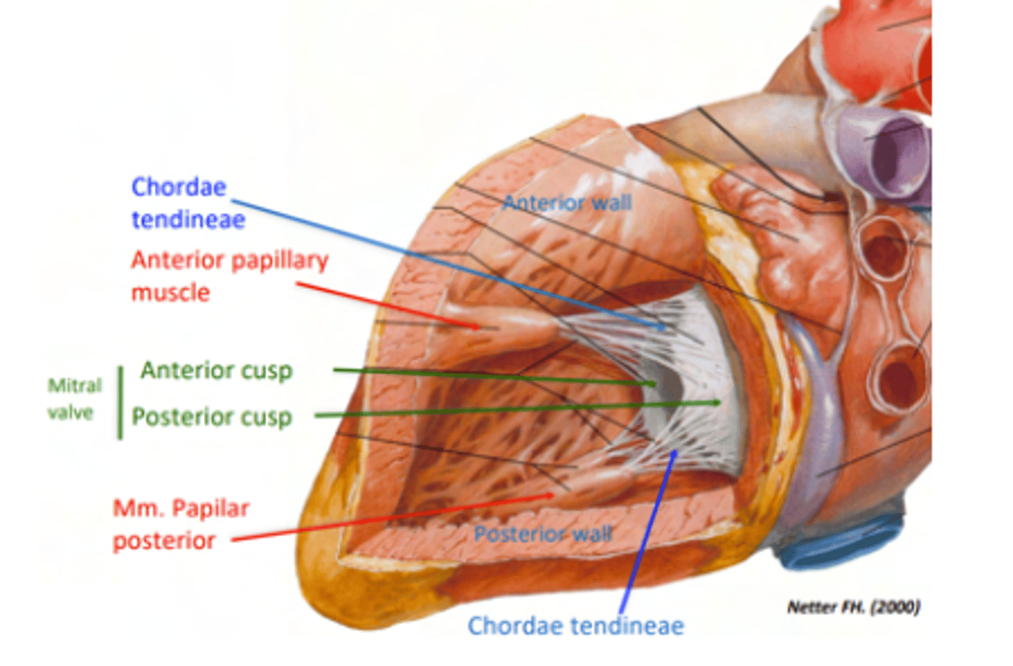 <p>mitral valve or biscuspid valve </p><p>consisting of two cusps connected to two papillary muscles,</p>