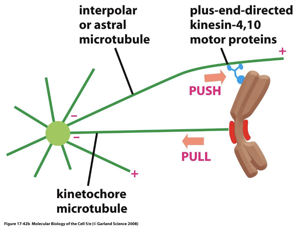 <p>alignment of chromosomes at the metaphase plate involves both - and - of chromosomes</p><p>plus end - push tips of chromosomes along - microtubules</p><p>- of - microtubules at the plus end pulls chromosome at the -</p>