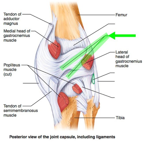 back of leg
