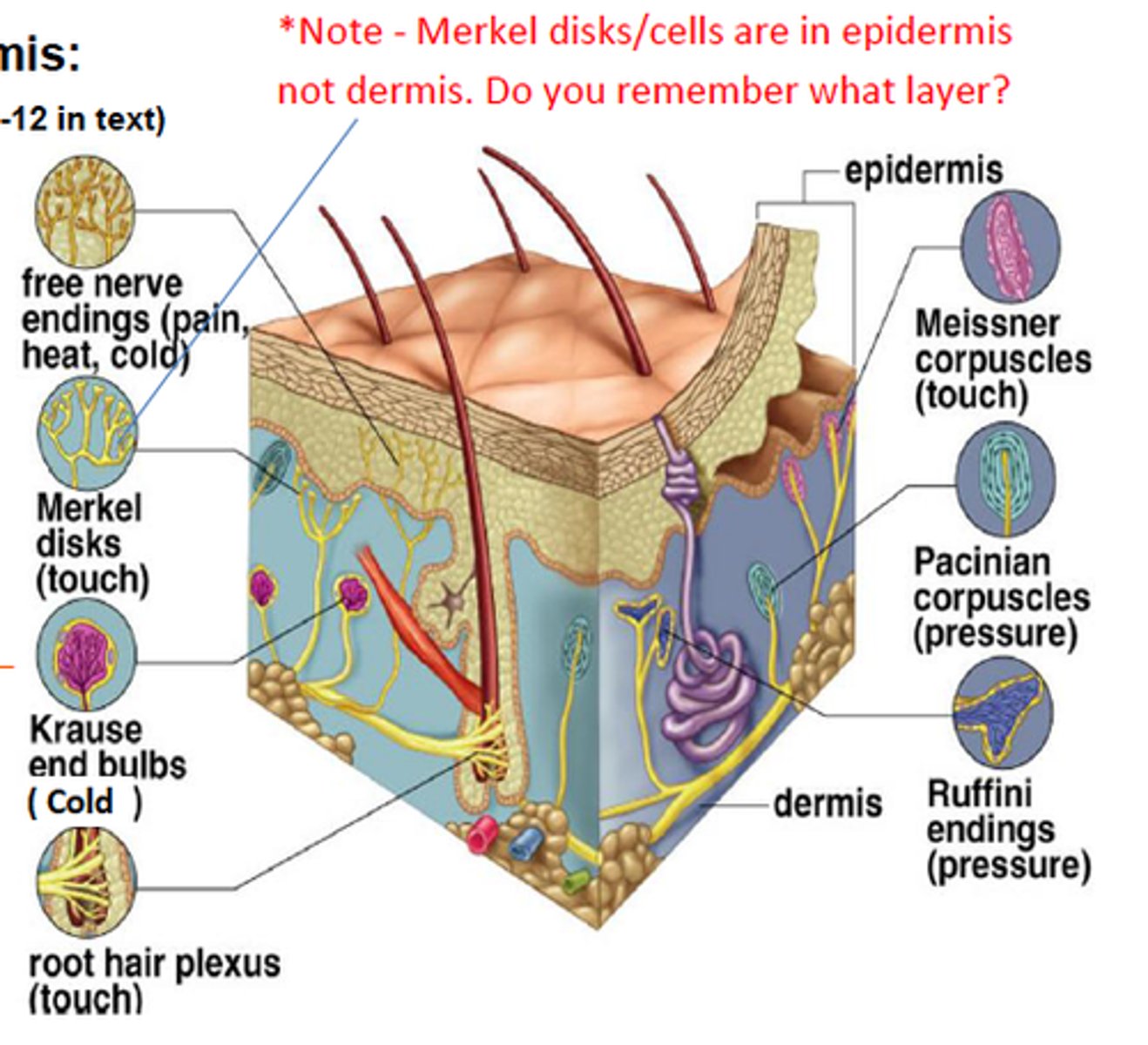 <p>encapsulated mechanoreceptor, tonic, found all over the body but highly concentrated in upper lip, responsible for mammalian dive reflex</p>