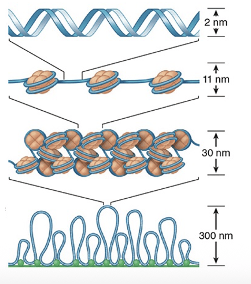 <p>How thick is the DNA double helix?</p>