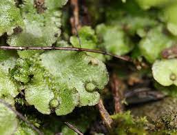 <p>What plant is this</p>