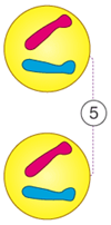 <p>What phase of mitosis is this?</p>