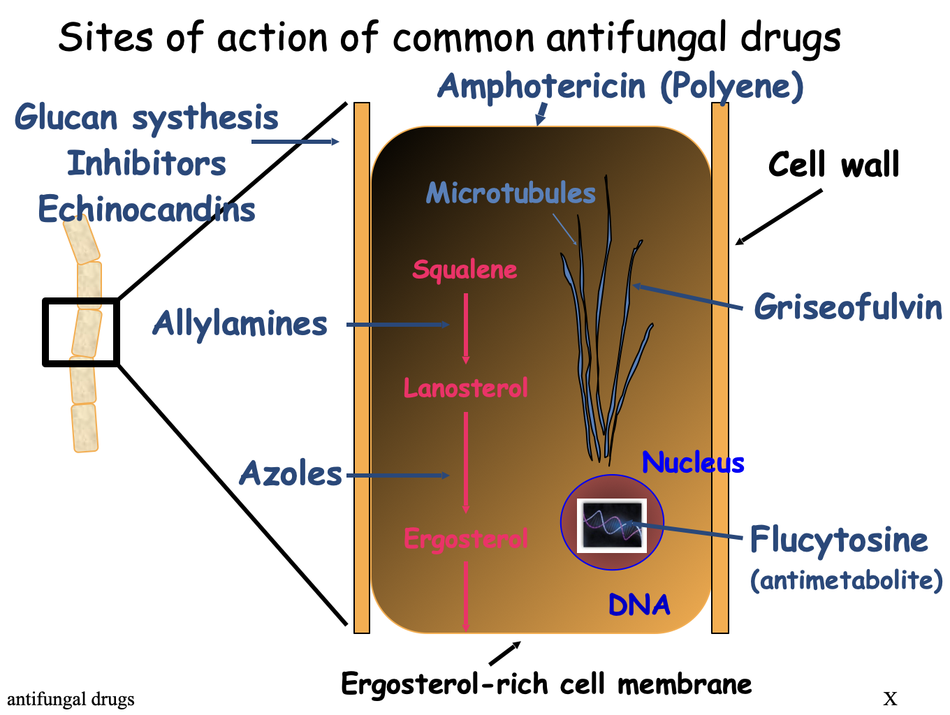<ul><li><p>Allylamines</p></li><li><p>Azoles</p></li><li><p>Polyenes</p></li><li><p>Glucan Synthesis (cell wall) inhibitors - Echinocandins&nbsp;</p></li><li><p>Antimetabolites</p></li><li><p>Griseofulvin - developed at UofG, used for dermatophyte fungal infection of the nail </p><ul><li><p>Very toxic; last resort treatment </p></li></ul></li></ul><p></p>