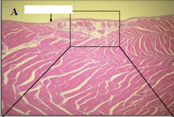 Which animal is this histologic slide taken from 