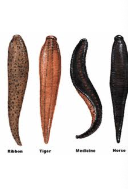 <p>importance: C3, very poor water quality</p><p>ecology: eaten by fish, birds, insects, snails, lack gills</p><p>life: hermaphrodite, worm-like appearance, yellow/black</p><p>feeding: omnivorous, feed on blood and organic matter</p>