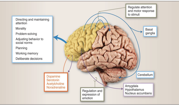 <p>Interconnected with amygdala,hypothalamus, nuc. acumbens </p><p>Brainstem nuclei involved in arousal </p><p>Responsible for the regulation of emotions.</p>