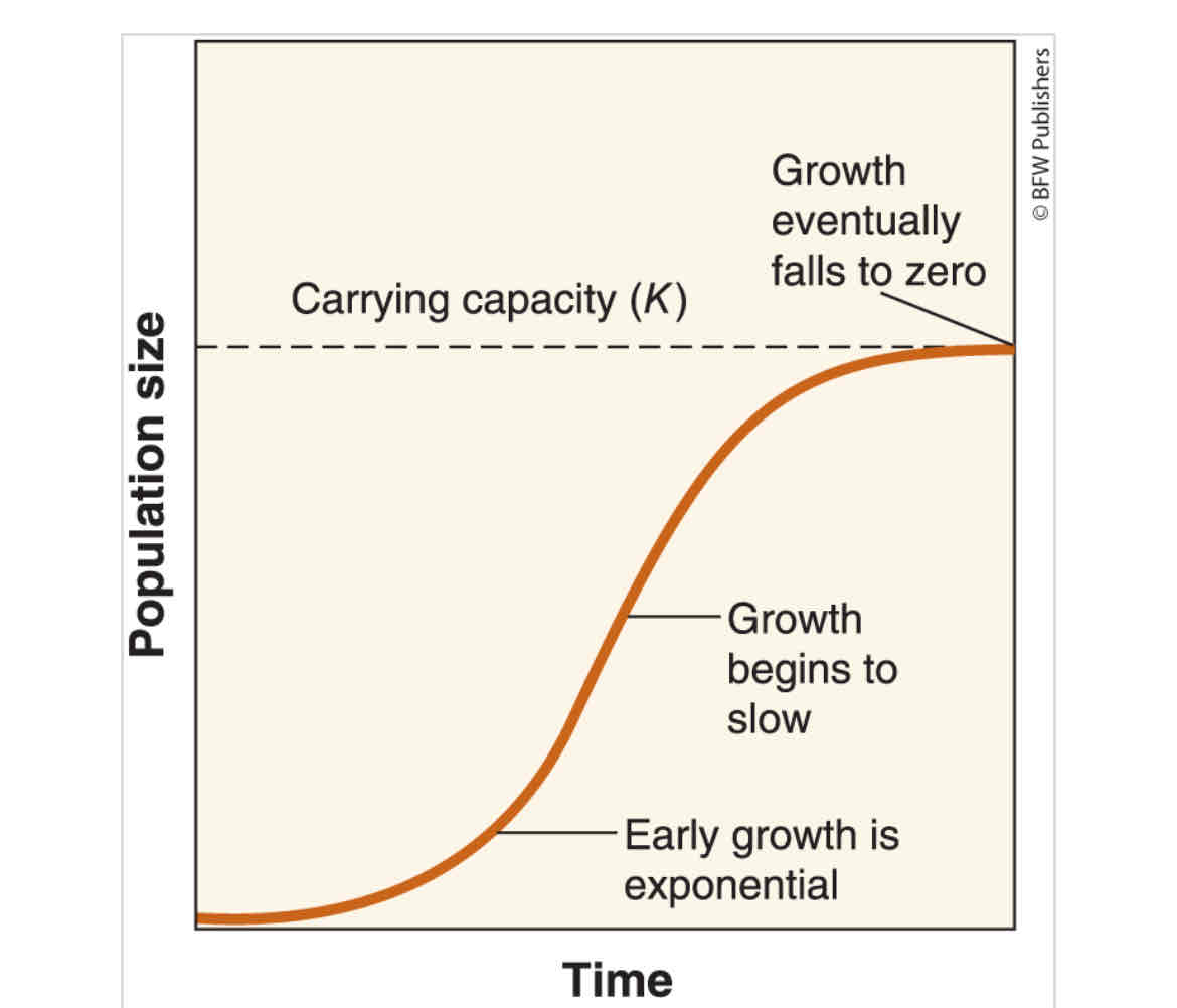 <p><span>The shape of the logistic growth model when graphed.</span></p>