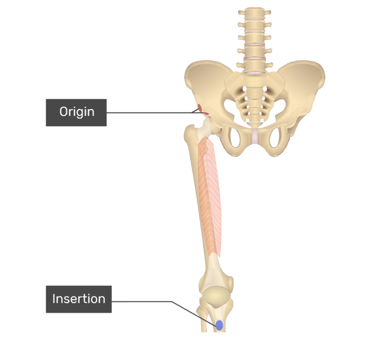 <p>rectus femoris</p>